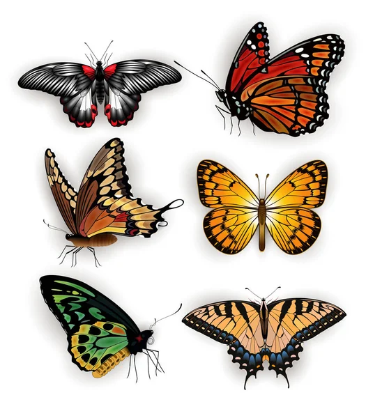 Barevný motýl kolekce Stock Ilustrace