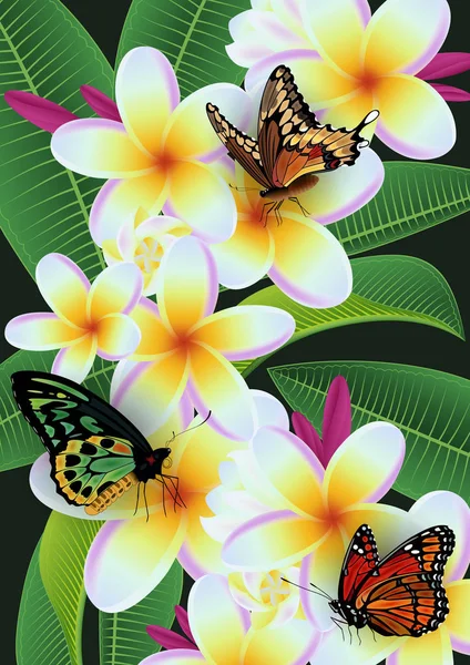 Plumeria bloemen en vlinders — Stockvector