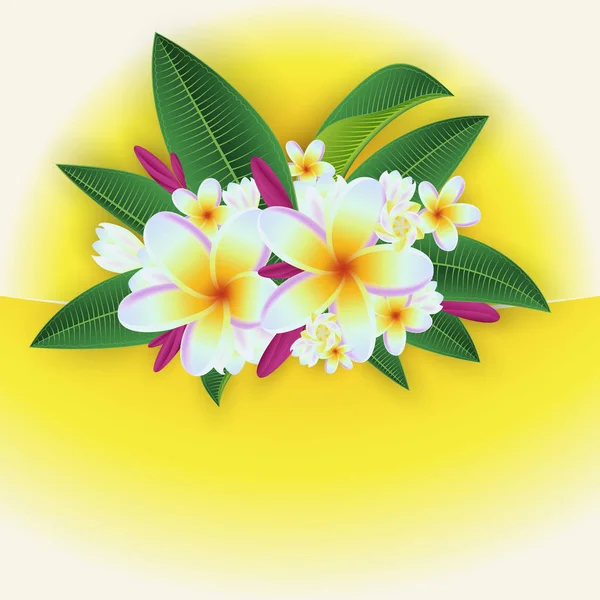 Plumeria decoração tropical — Vetor de Stock