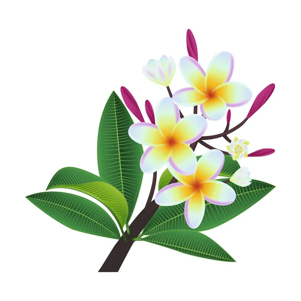 Plumeria çiçekler ve yapraklar — Stok Vektör