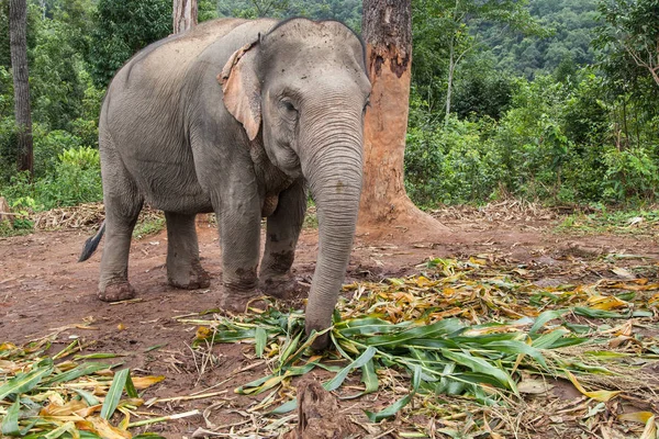 Elefante asiático comendo bambu — Fotografia de Stock