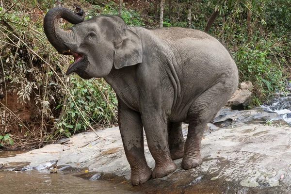 Ασίας ελέφαντας Τράπτινγκ Εικόνα Αρχείου