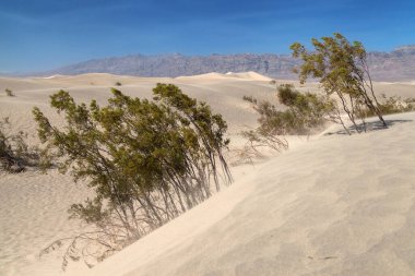 Mesquite Düz Kum tepelerinde büyüyen çalılıklar, Ölüm Vadisi Ulusal Parkı, Kaliforniya, ABD