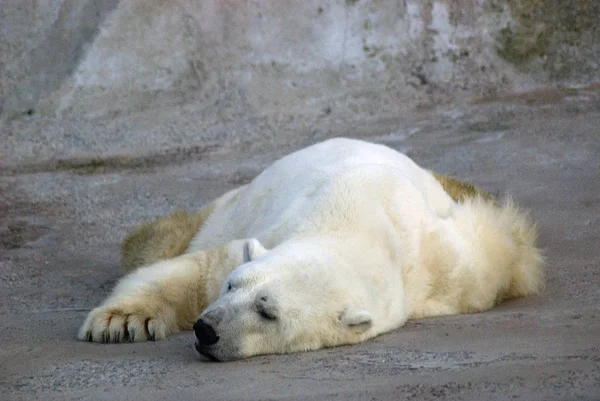 A white bear sleeps on grey stone background.