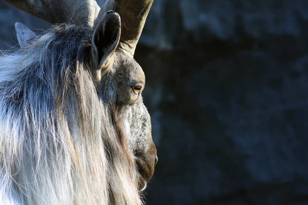 Goat head portrait, taken at Moscow Zoo.