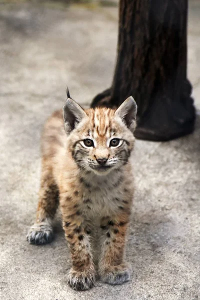 Lynx lynx baby animal portrait