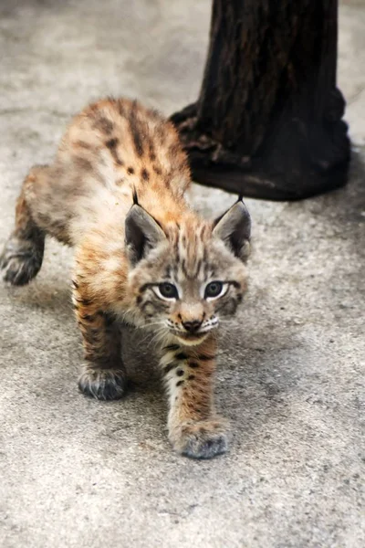 Lynx lynx baby animal portrait