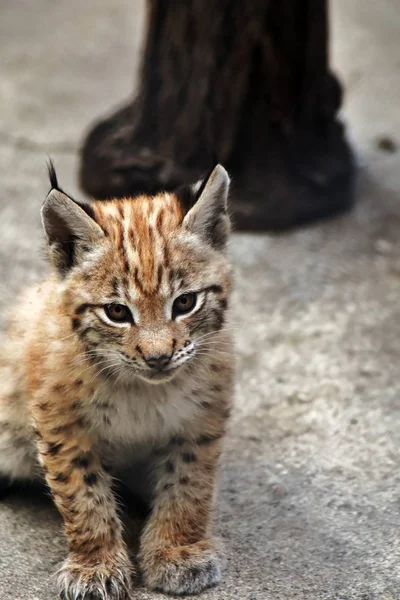 Lynx lynx baby animal portrait
