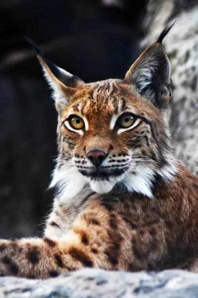 Lynx lynx adult animal portrait