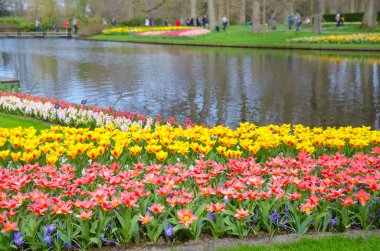 Hollanda 'da parkta güzel renkli bahar çiçekleri (Hollanda)