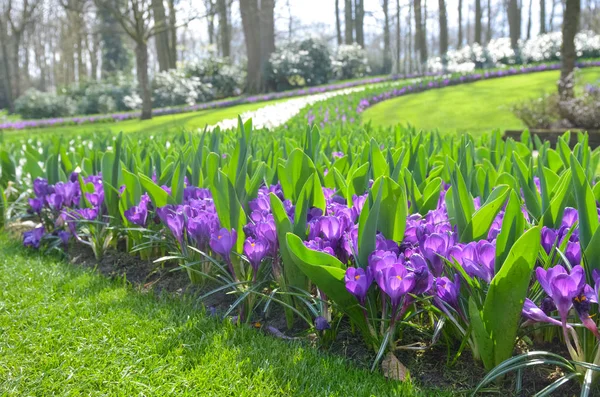 Vackra Färgglada Vårblommor Parken Nederländerna Holland — Stockfoto