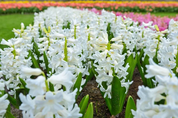 Schöne Bunte Frühlingsblumen Park Den Niederlanden Holland — Stockfoto