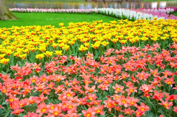 Hollanda Parkta Güzel Renkli Bahar Çiçekleri Hollanda — Stok fotoğraf