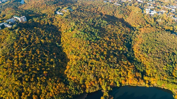 Goldenen Herbst Hintergrund Drohne Luftaufnahme Des Waldes Mit Gelben Bäumen — Stockfoto