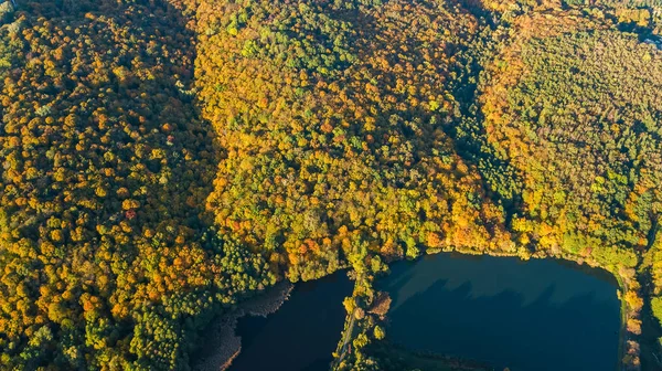 Fundo Outono Dourado Vista Aérea Drone Floresta Com Árvores Amarelas — Fotografia de Stock