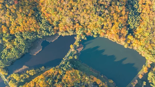 Złotej Jesień Tło Antenowe Drone Widok Lasu Żółte Drzewa Piękne — Zdjęcie stockowe