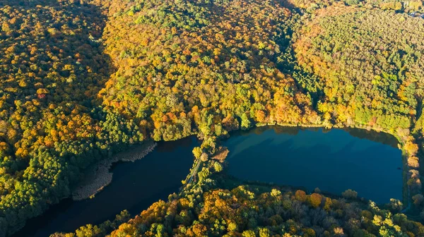 Goldenen Herbst Hintergrund Drohne Luftaufnahme Des Waldes Mit Gelben Bäumen — Stockfoto