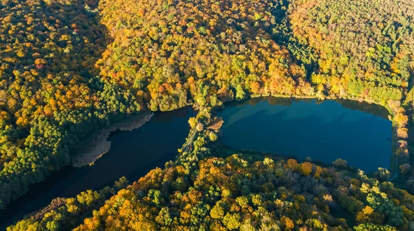 Fondo Dorado Otoño Vista Aérea Drones Del Bosque Con Árboles —  Fotos de Stock