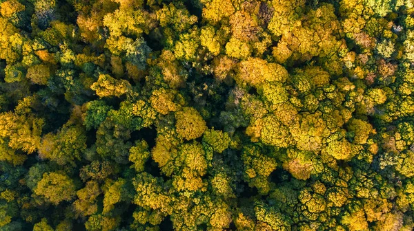 Zlatá Podzimní Pozadí Letecké Dron Pohled Lesní Krajiny Žluté Stromy — Stock fotografie