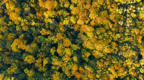 金色的秋天背景 空中无人机鸟瞰森林景观与黄色树从上面 — 图库照片