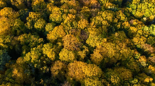 Fondo Dorado Otoño Vista Aérea Del Paisaje Forestal Con Árboles —  Fotos de Stock