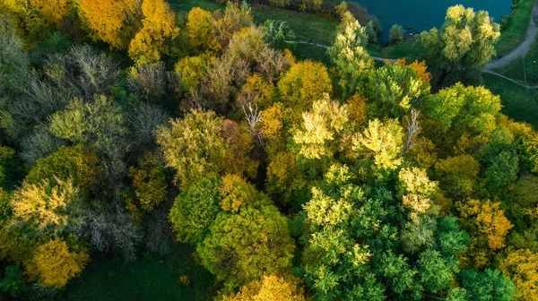 Altın Sonbahar Arka Plan Yukarıdan Sarı Ağaçlar Orman Yatay Hava — Stok fotoğraf