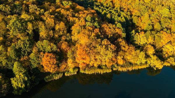 金黄秋天背景 空中无人机风景森林与黄色树和美丽的湖风景从上面 Goloseevo 乌克兰 — 图库照片