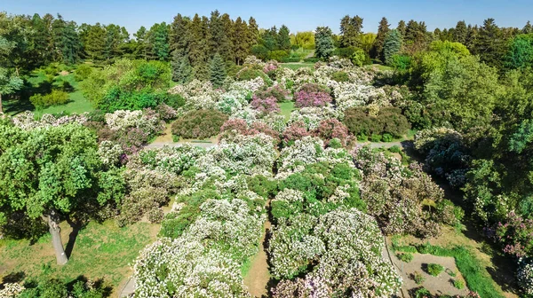 Flygfoto Ver Kiev Stad Och Botaniska Trã Dgã Rden Park — Stockfoto