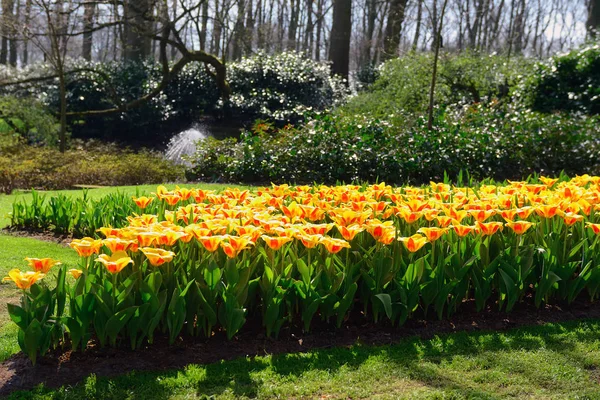 Vackra Färgglada Vårblommor Parken Nederländerna Holland — Stockfoto