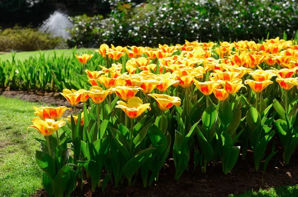 Beautiful Colorful Spring Flowers Park Netherlands Holland — Stock Photo, Image