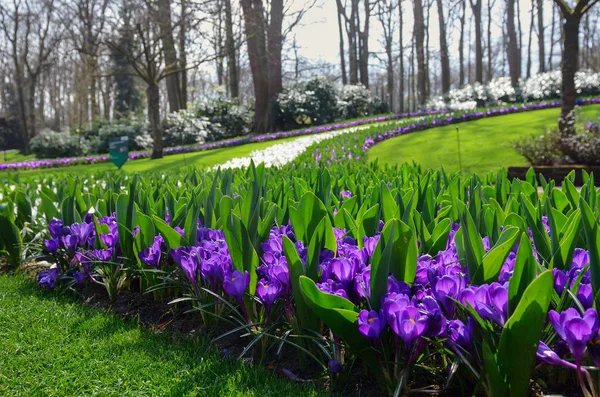 公园里美丽的五彩缤纷的春花 — 图库照片