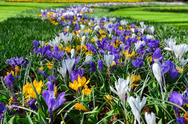 Schöne Bunte Frühlingsblumen Park Den Niederlanden Holland — Stockfoto