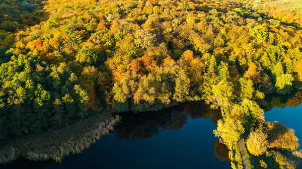 Altın Sonbahar Arka Plan Sarı Ağaçları Güzel Göl Manzara Yukarıdan — Stok fotoğraf
