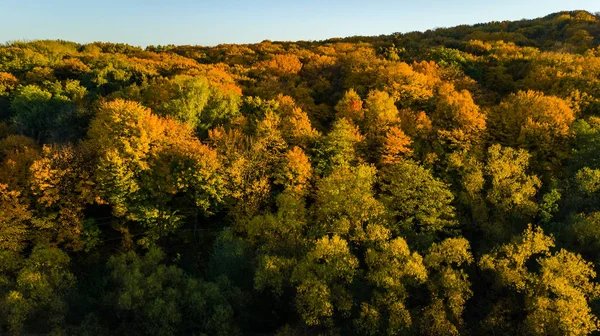 黄金の秋の背景 上から黄色い木と美しい森の風景の空中ドローンビュー — ストック写真