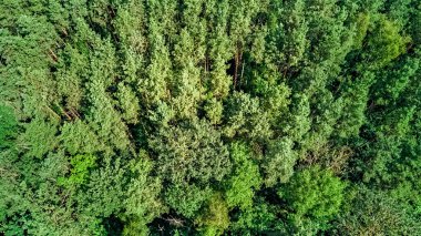 Kuşların gözü vahşi orman alanının üstünde, yukarıdan yeşil ağaçlar, çam ormanı arka planı.