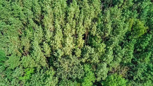 Pohled Shora Ptačí Perspektivy Divokou Lesní Plochu Zelené Stromy Shora — Stock fotografie