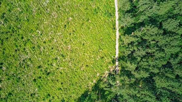 鸟瞰空中俯瞰野生林区 路径及森林砍伐 松林背景 — 图库照片