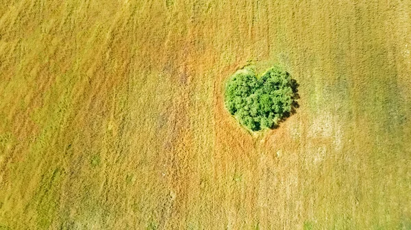 Pohled Shora Ptačí Perspektivy Venkovské Pole Izolovanou Lesní Ostrovní Oblastí — Stock fotografie