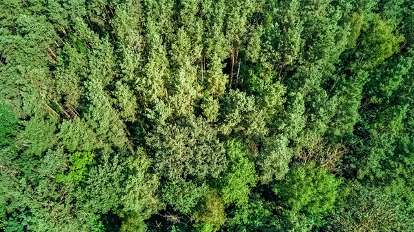 Kuşların gözü vahşi orman alanının üstünde, yukarıdan yeşil ağaçlar, çam ormanı arka planı.