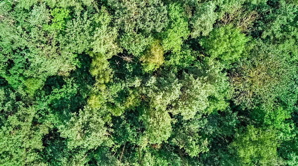 Pohled Shora Ptačí Perspektivy Divokou Lesní Plochu Zelené Stromy Shora — Stock fotografie