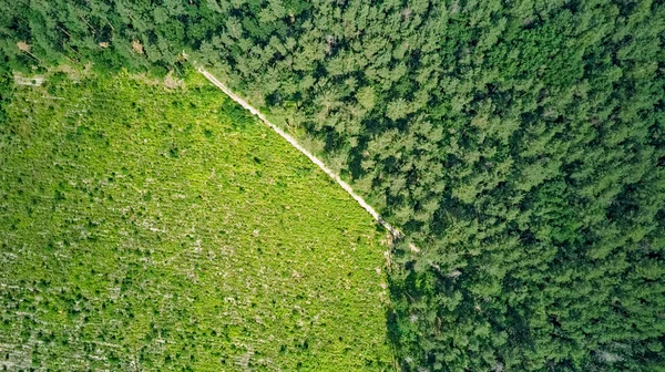 鸟瞰空中俯瞰野生林区 路径及森林砍伐 松林背景 — 图库照片