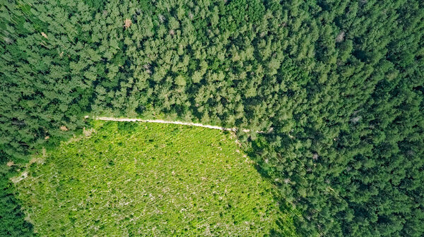 Вид сверху с высоты птичьего полета на лесные массивы, расчистка дорожки и леса, зеленые деревья сверху, фон соснового леса