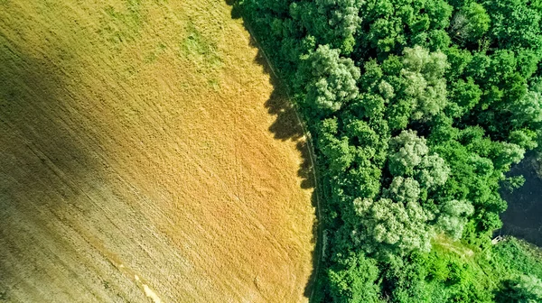 Вид Сверху Высоты Птичьего Полёта Сельское Поле Изолированной Лесной Зоной — стоковое фото