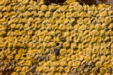 Balmumuyla mühürlenmiş bal peteğinin arka planı. Sıcak, açık sarı gölgeler. Ballı altıgen hücreler. Faydalı doğal ürün.