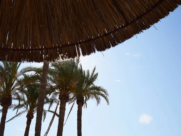 Ombrellone Una Spiaggia Tropicale Lato Destro Dell Immagine Pronto Grafica — Foto Stock