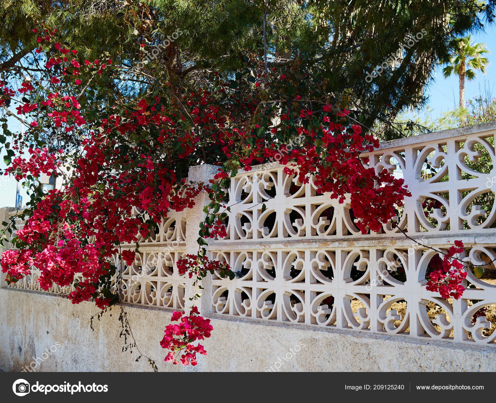 Blooming Bougainvillea Paper Flower Alicante Costa Blanca Spain — Stock