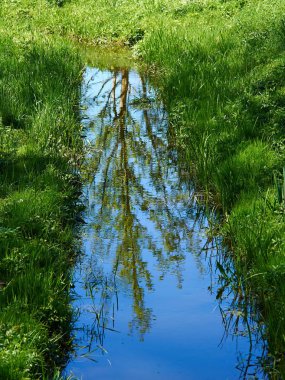 Yeşil yemyeşil bir orman arka planında küçük, güzel bir dere nehri.