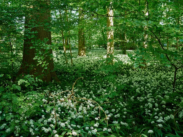 Mooie Wild Witte Zomer Lentebloemen Bossen Grote Natuurlijke Buitenshuis Achtergrondafbeelding — Stockfoto