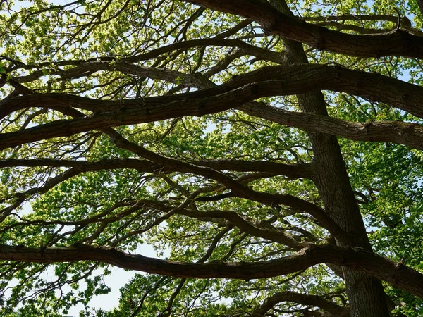 Grande Foresta Giardino Alberi Natura Verde Legno Grande All Aperto — Foto Stock