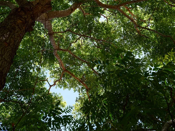 Grande Forêt Jardin Arbres Nature Vert Bois Grand Air Nature — Photo